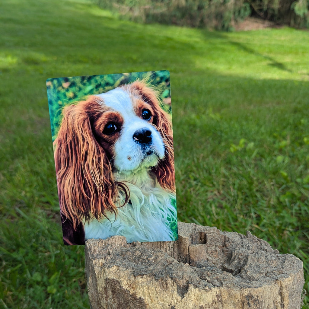Promote your dog.