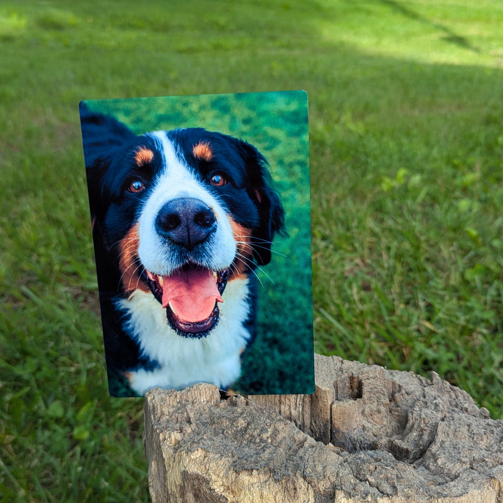 Promote your dog.
