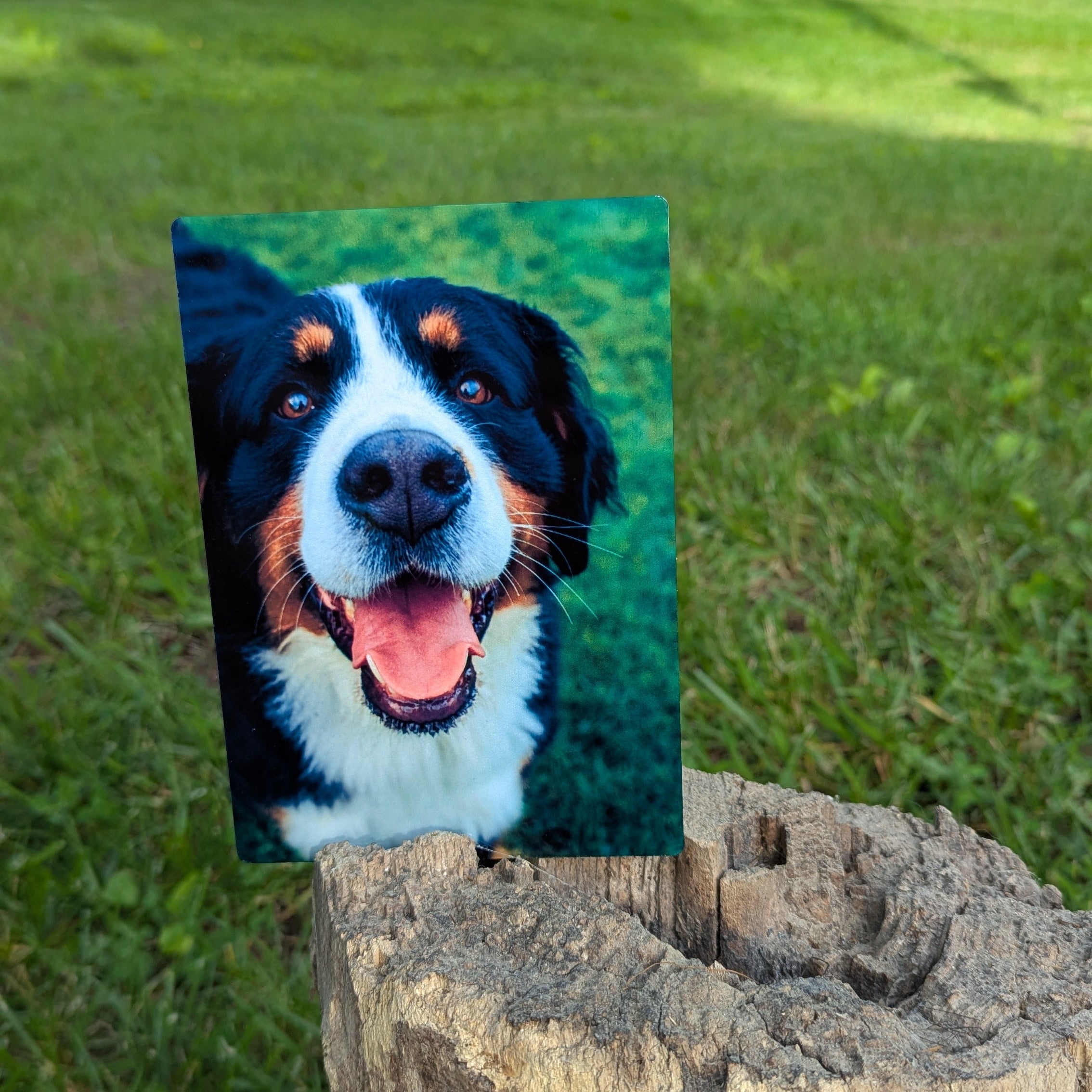 Promote your dog.
