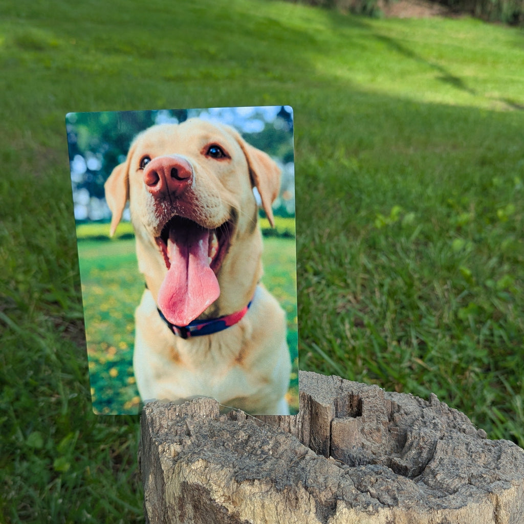 Promote your dog.