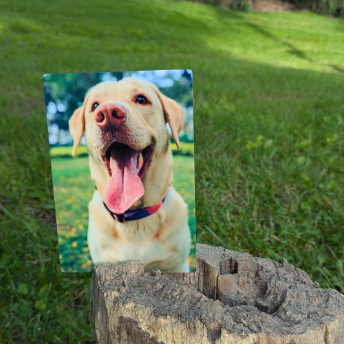 Promote your dog.