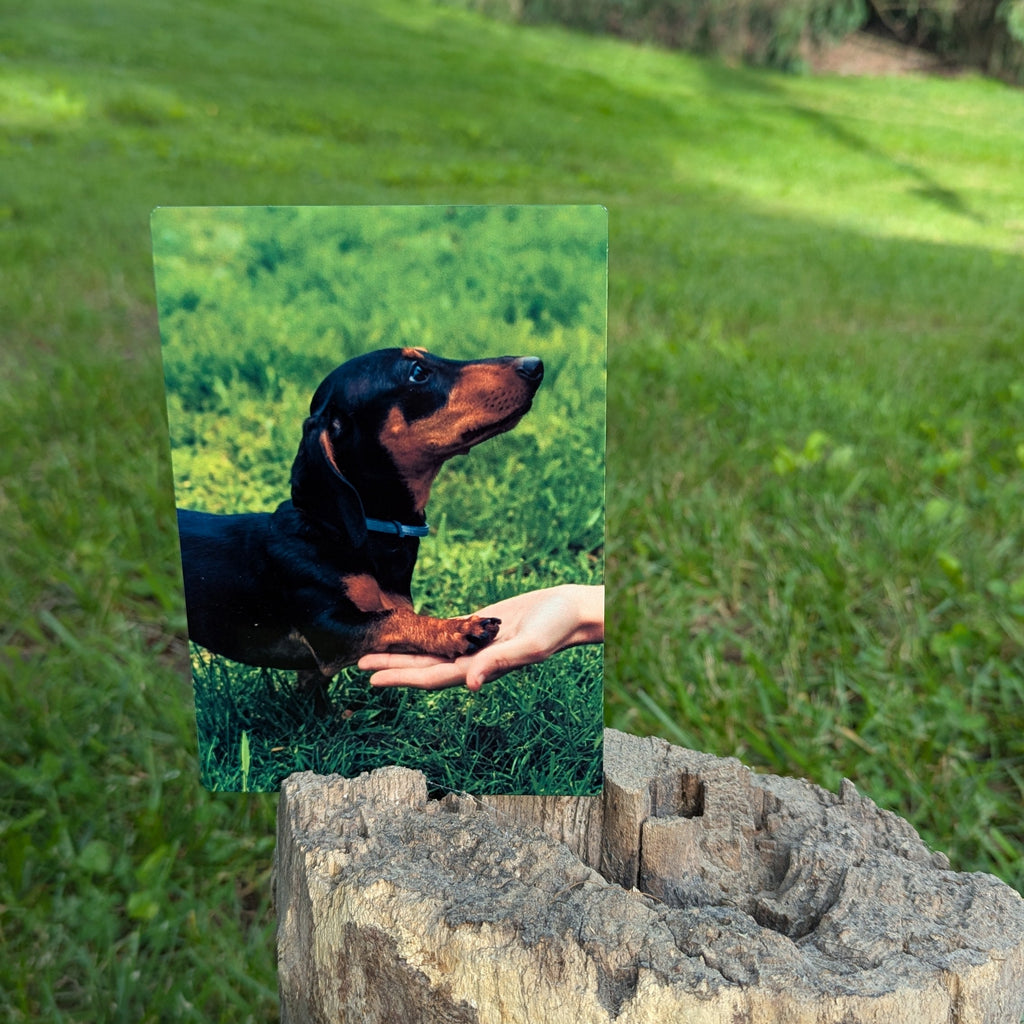 Promote your dog.