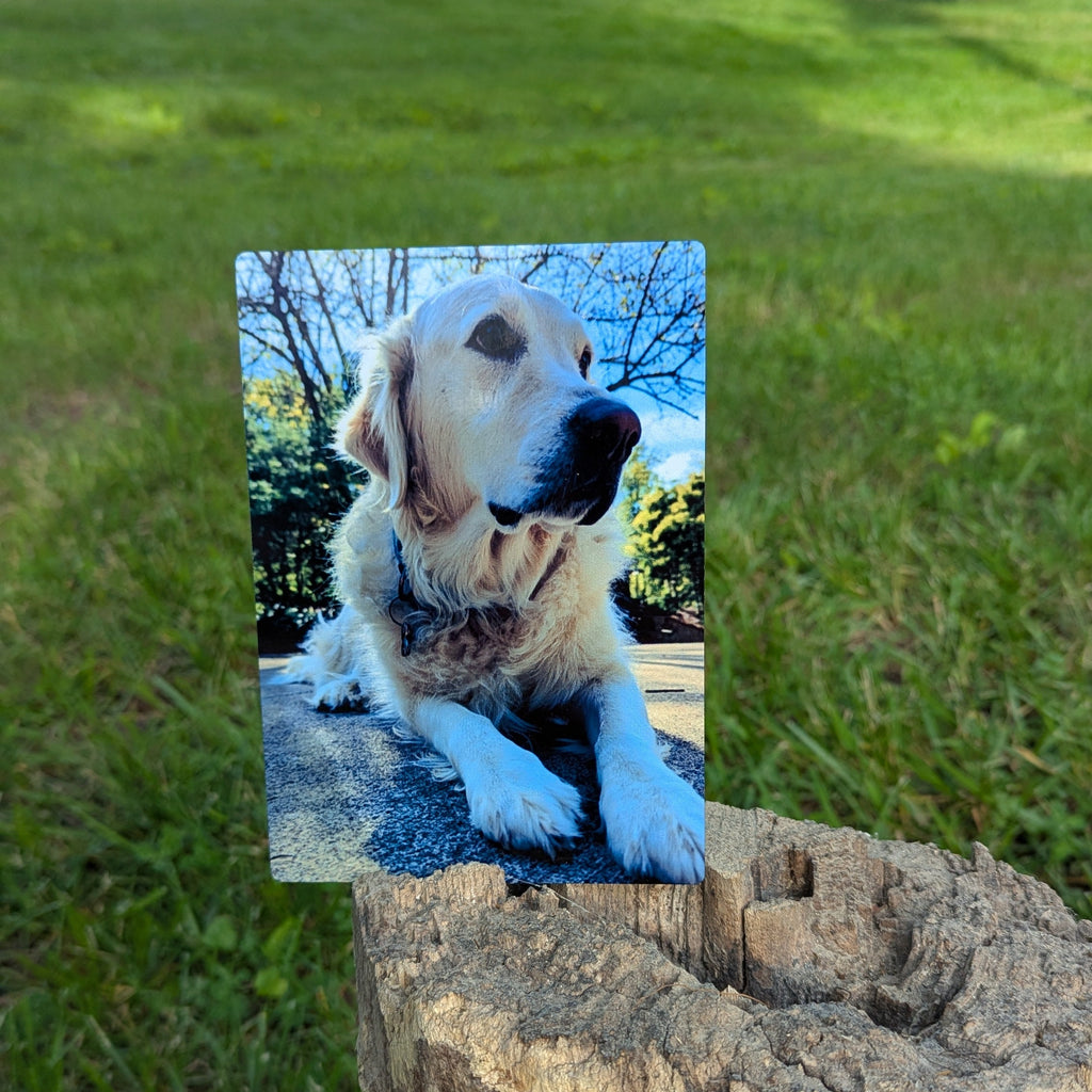 Promote your dog.