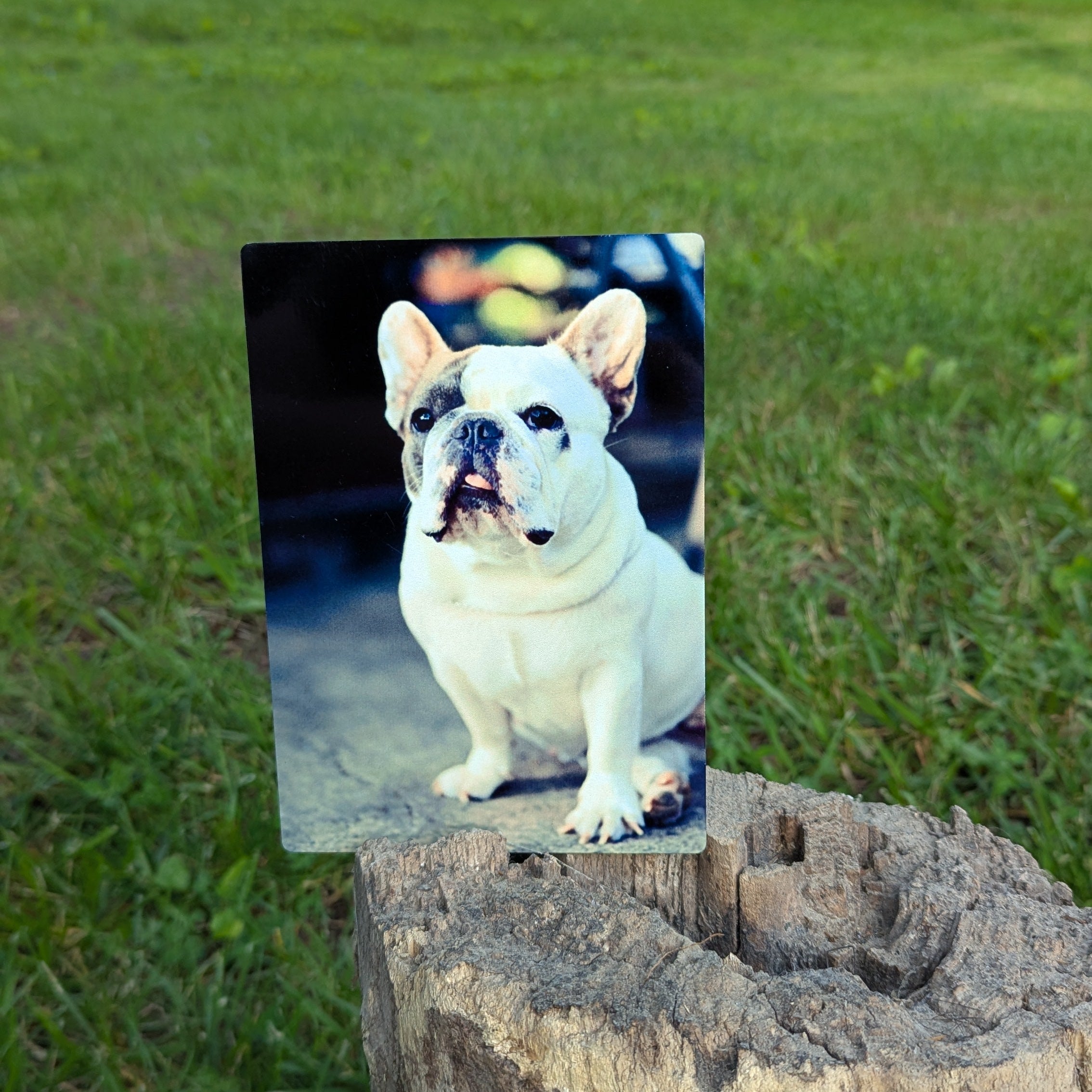 Promote your dog.